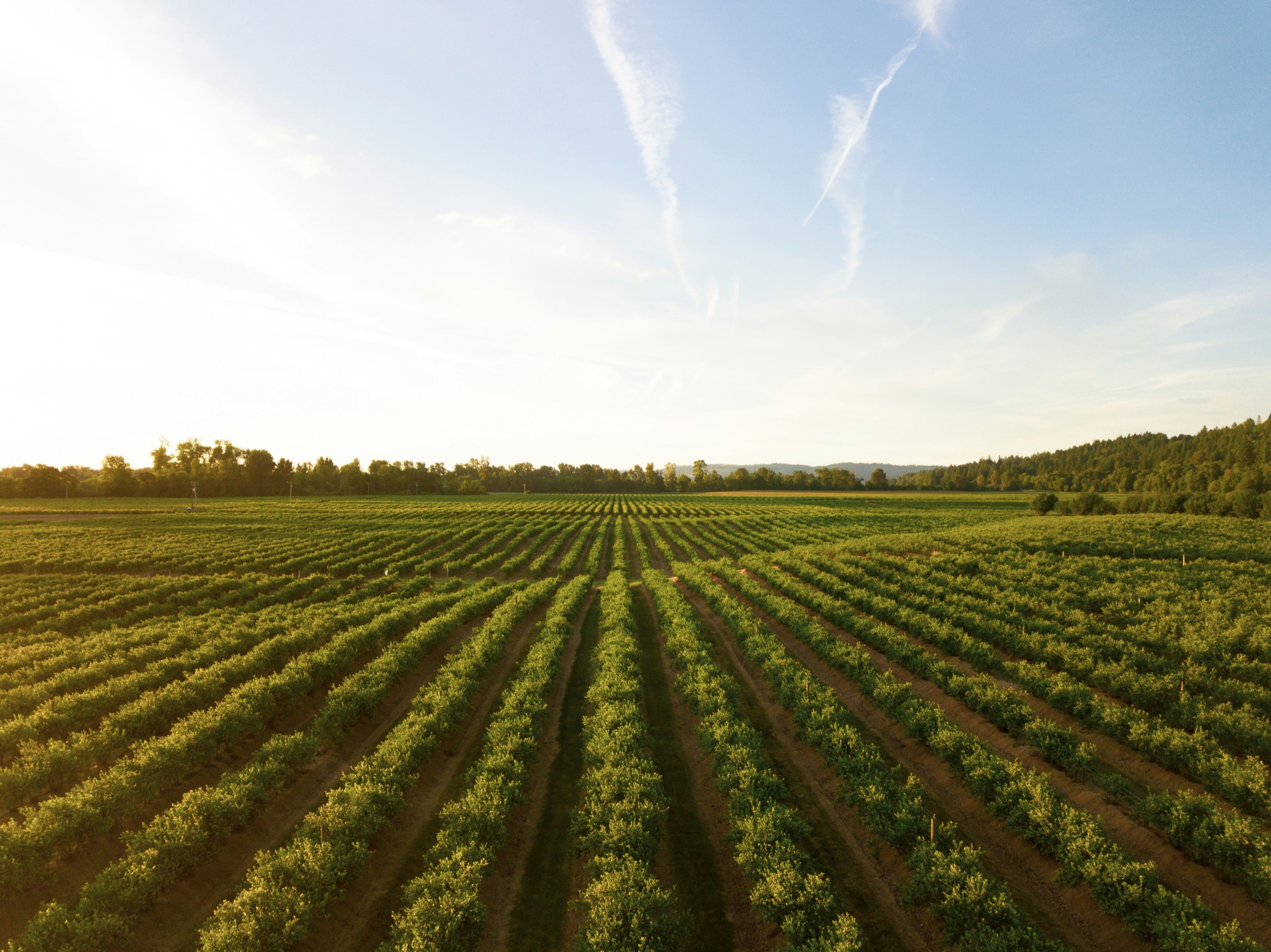 Rows of green crops at sunset